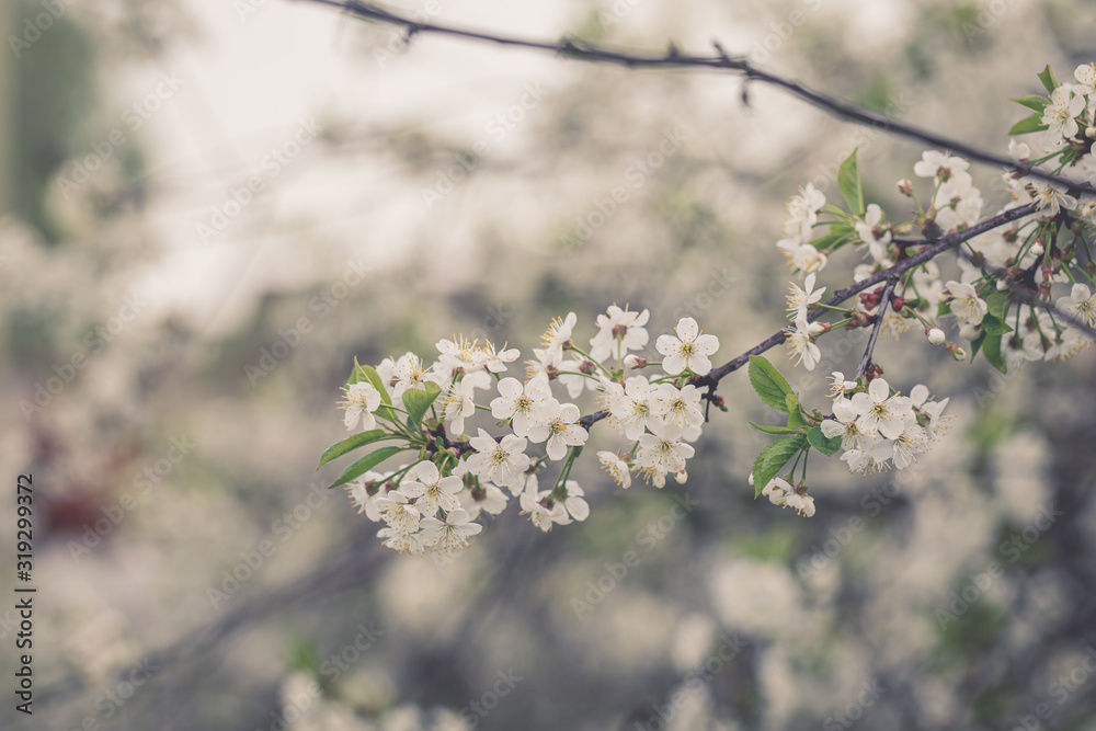 Full blossoming cherry tree branch with white flowers Full blossoming cherry tree branch with white flowers
