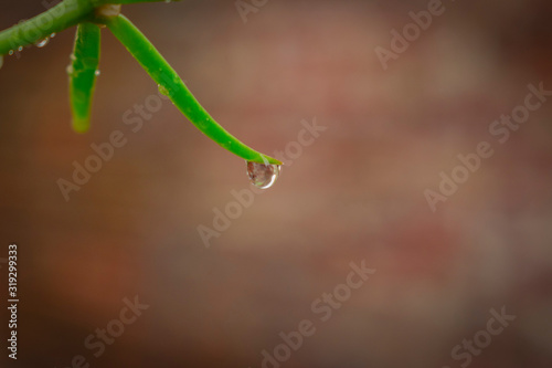 Gotas de Lluvia en hojas de plantas © ClauZerr