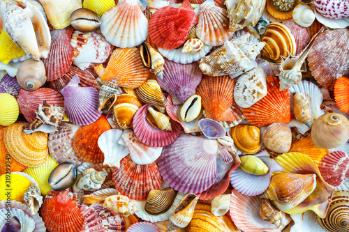 Seashells background, lots of amazing seashells, coral and starfishes mixed.Sea shells collected on the coast of Costa Rica as background