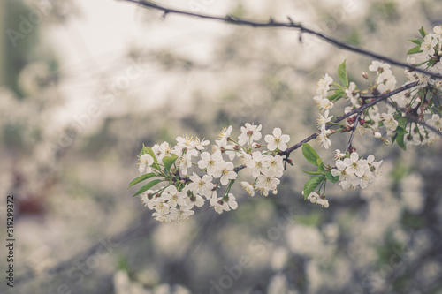 Full blossoming cherry tree branch with white flowers © Ekaterina Senyutina