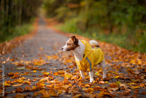 Dog in a jacket at autumn in the park. Jack Russell Terrier in a yellow raincoat in nature. Pet walk