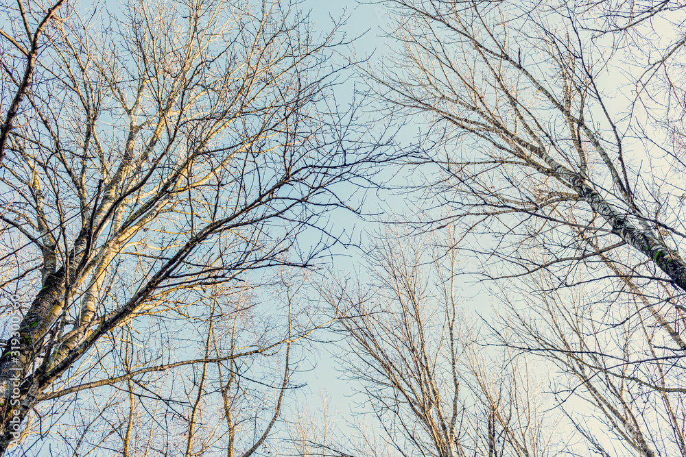 Crowns of deciduous forest, blue sky, top from below