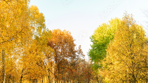 Autumn landscape in the forest  beautiful trees with yellowed leaves  16 9