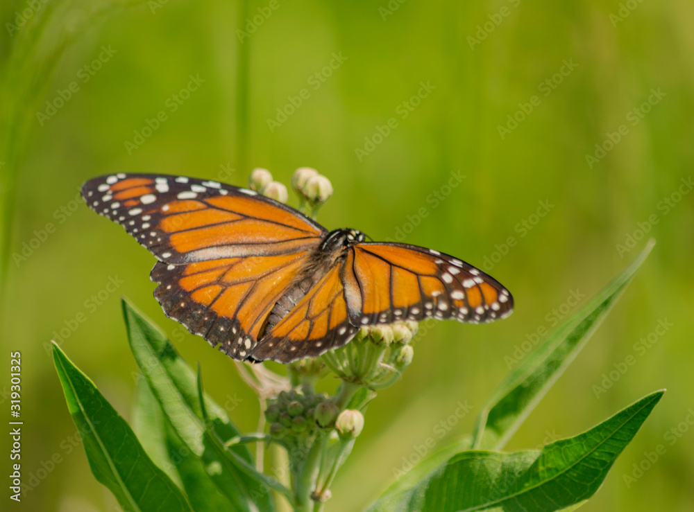 mariposa monarca del sur (Danaus erippus) mariposa monarca del sur (Danaus erippus)