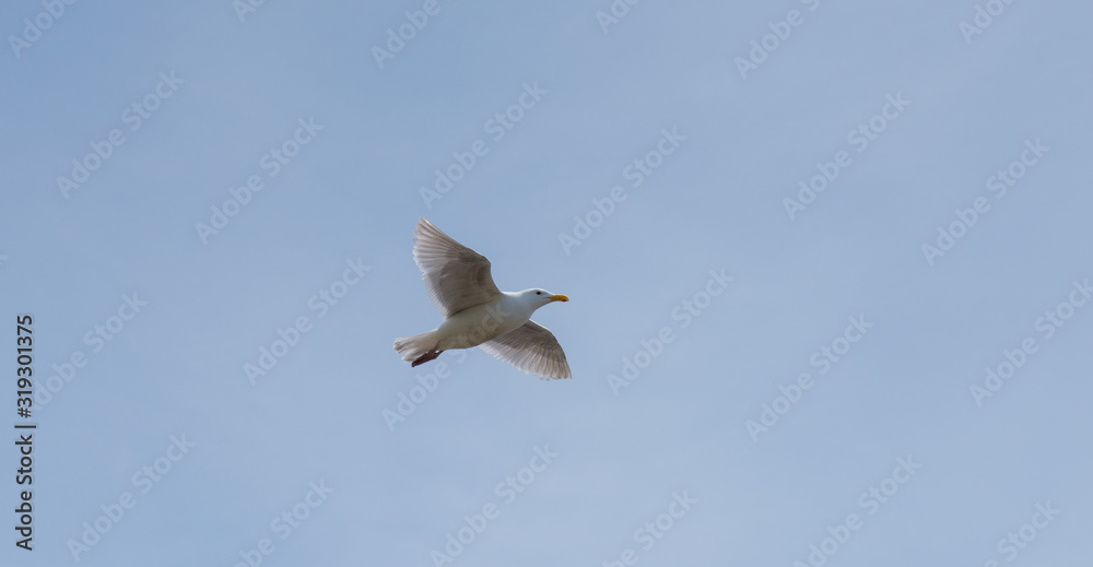 Obraz premium seagull flying in the blue sky