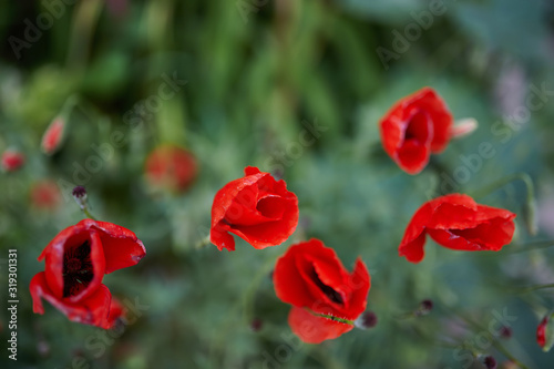 Photo of red Poppy flowers in full bloom.  Use of strong selective focus. 