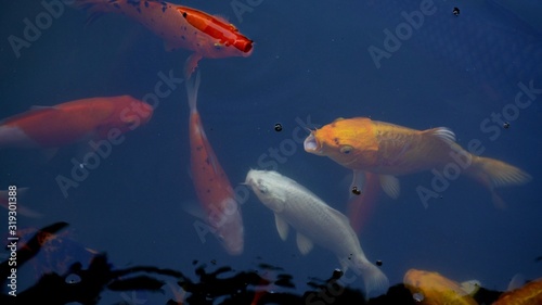 koi carp variegated pond swimming. © TTEH