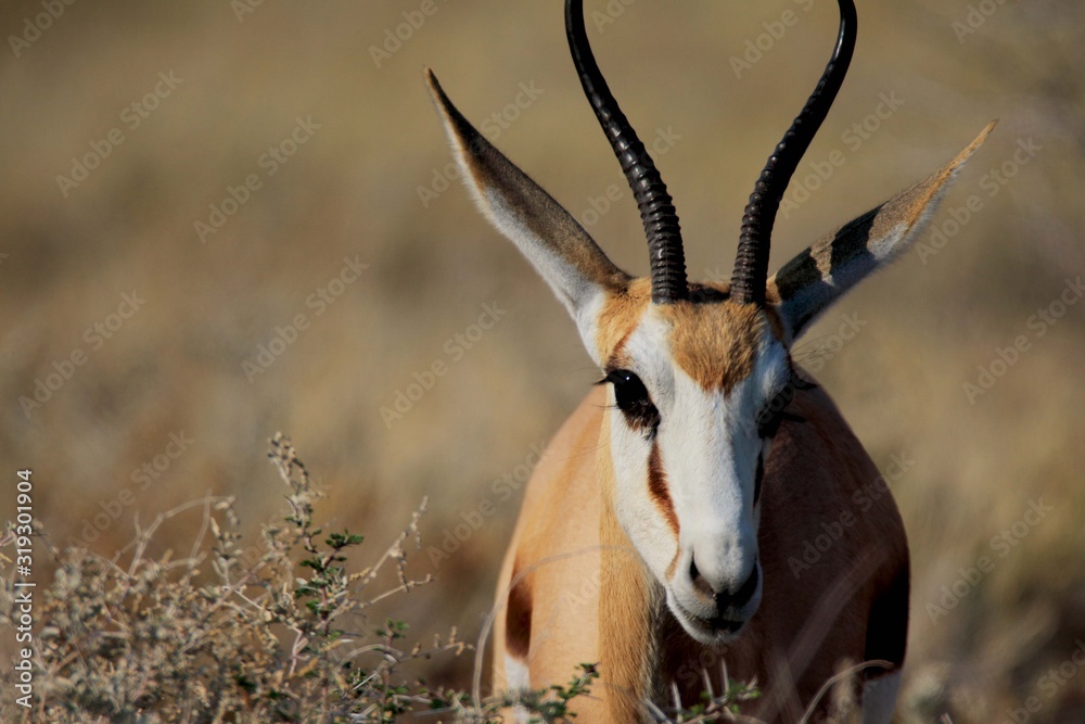 Namibia Etosha Springbok