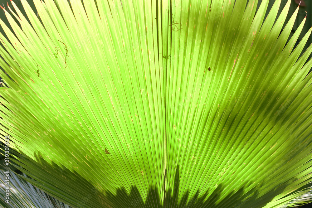 Fototapeta premium texture of large leaves of intense green color