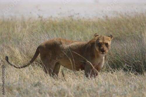 Namibia Etosha Leonessa photo