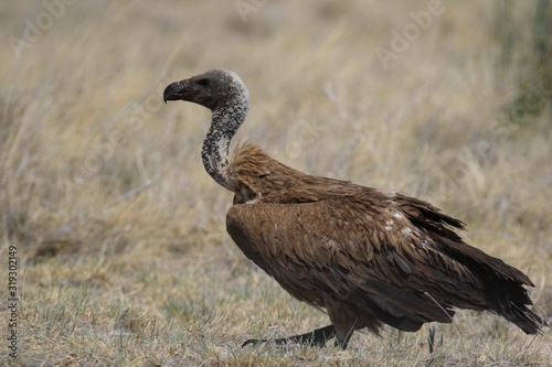 Namibia Etosha Avvoltoio