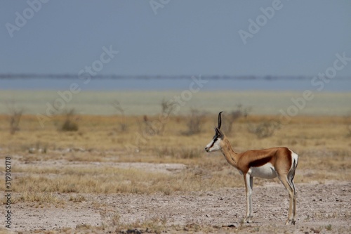 Namibia Etosha Springbok