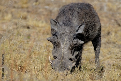 Facocero Namibia Etosha