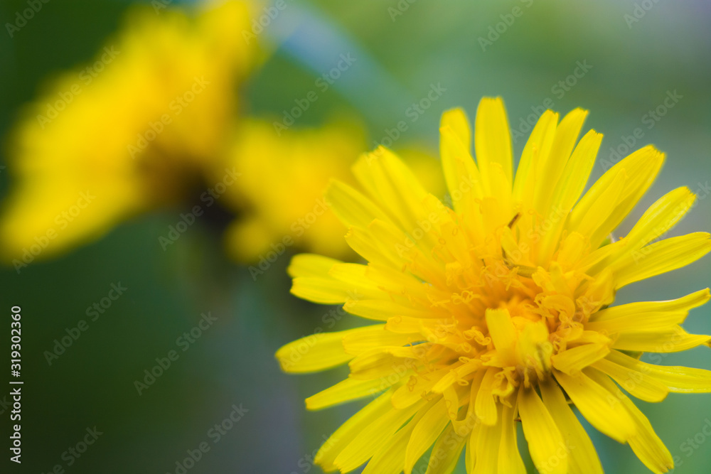 spring dandelions in a green meadow in spring spring dandelions in a green meadow in spring