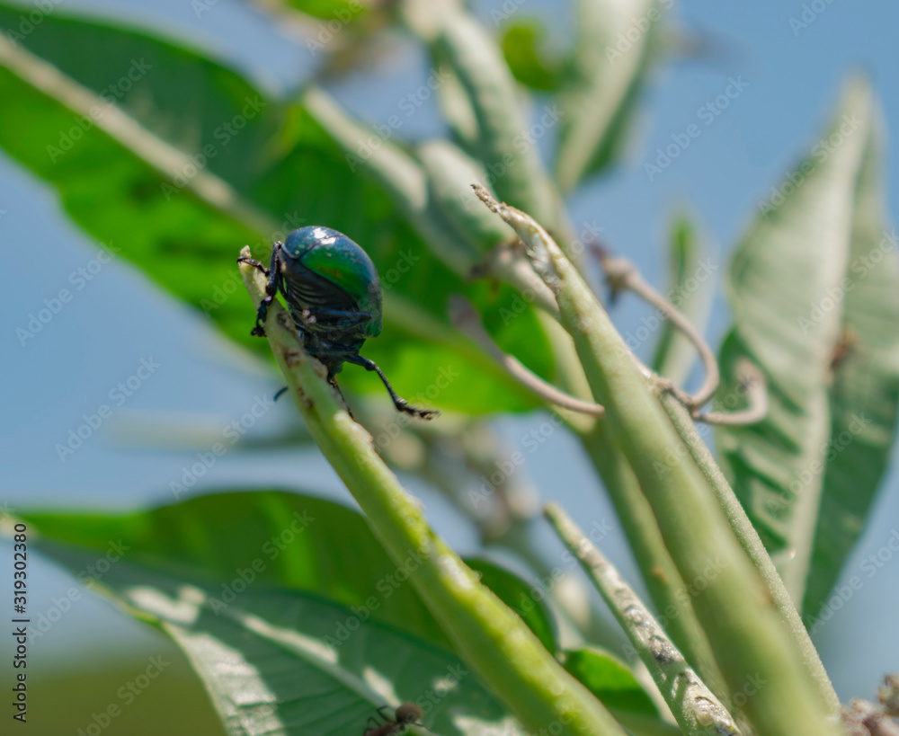 Fototapeta premium Escarabajo Verde Metálico en la punta de Hoja
