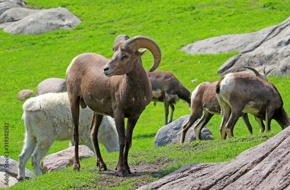 Watching the Herd Watching the Herd