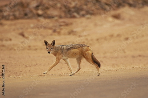 Sciacallo Namibia