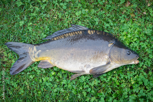 Fototapeta Naklejka Na Ścianę i Meble -  Fresh wild carp fish close-up on the grass.