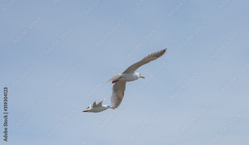 Seagulls In Flight