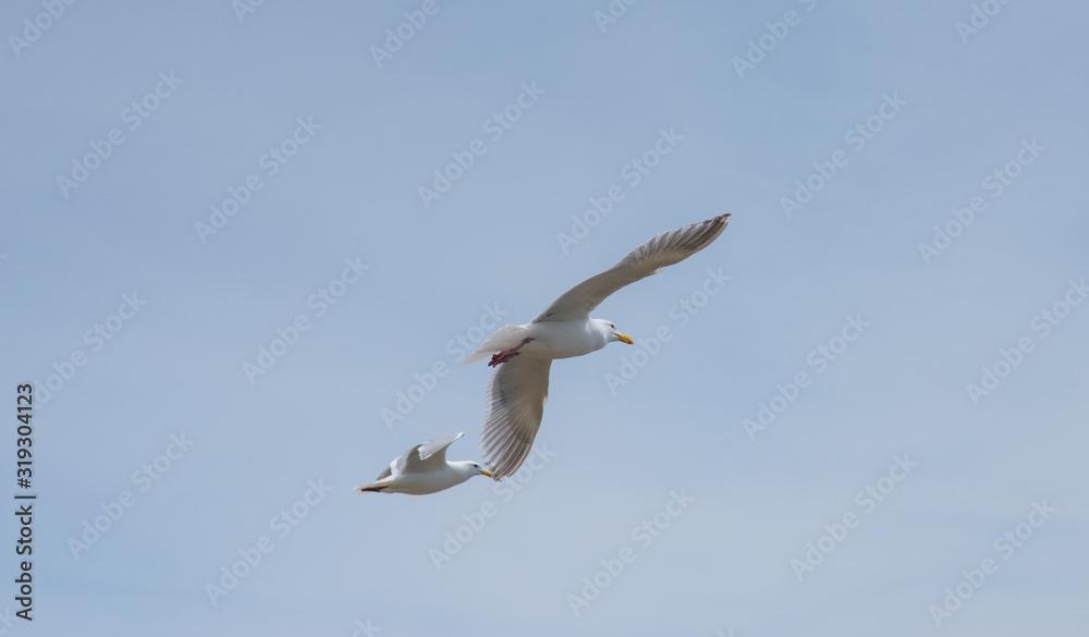 Seagulls In Flight Seagulls In Flight
