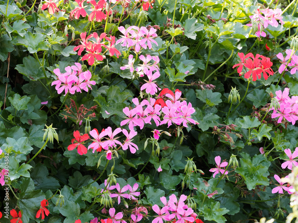 Pelargonium peltatum | Ivy-leaved pelargonium or cascading geranium