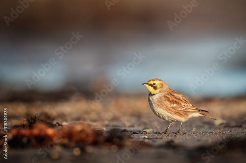 Winter visit of a horned lark on a beach on southern Öland