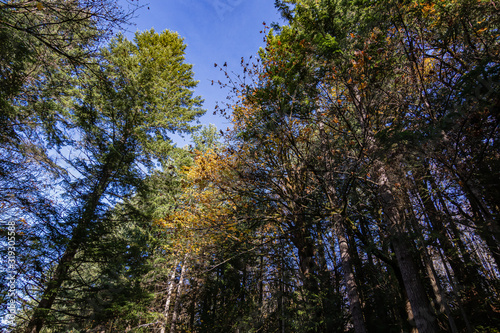 the tops of the trees in fall forest © Taya