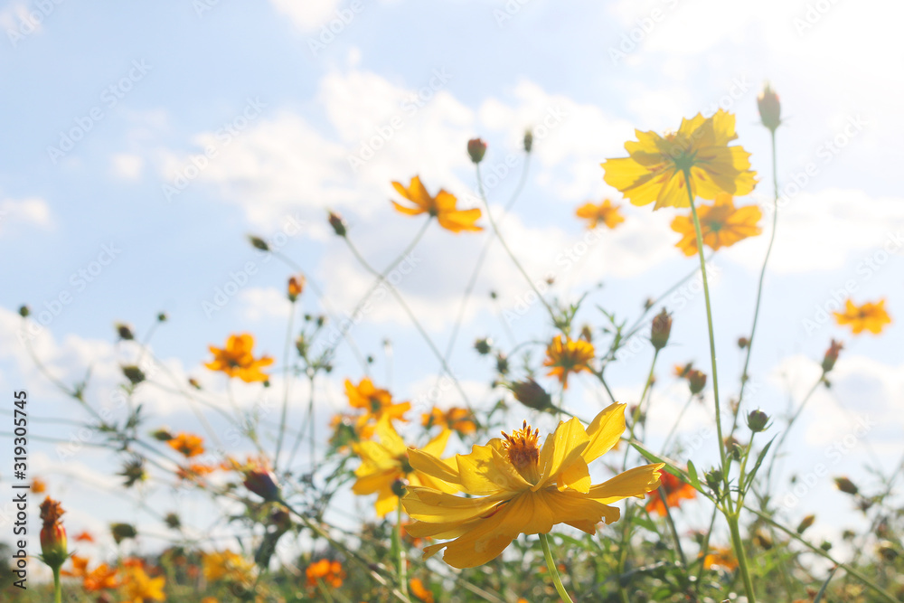 Yellow flowers, blue sky, looking up, outdoors, scenic, nature, floral, spring, summer