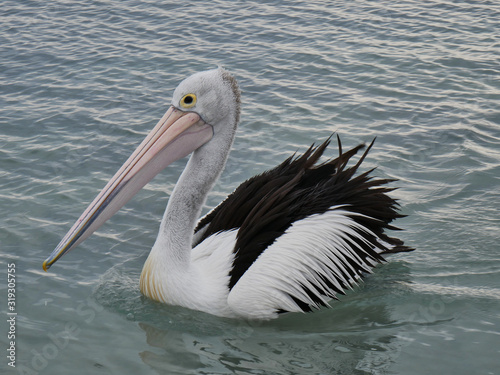 Pelican swimming on the water on an Australian Beach