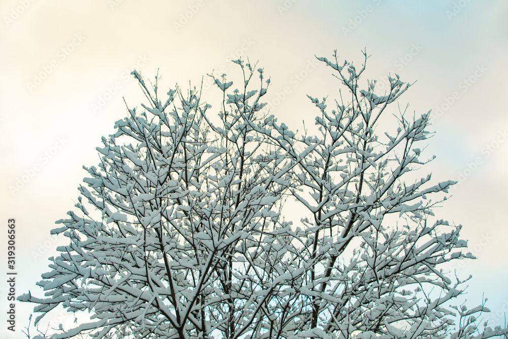 A low angle view of a leafless tree after a heavy snowstorm with snow covered branches, pale blue sky with clouds and cold hues are seen in background