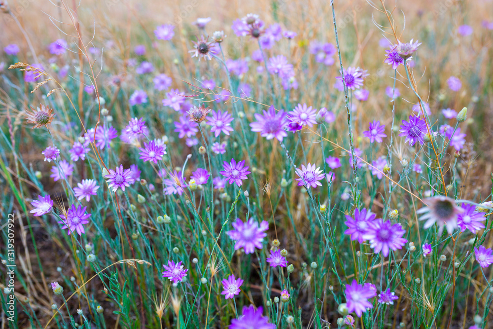 Naklejka premium Cudowne różowo-liliowe kwiaty Xeranthemum annuum to gatunek rośliny znany również jako Annual Everlasting lub Immortelle.