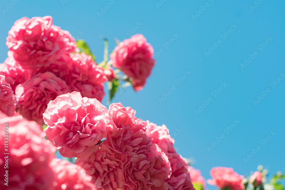 Bouquet of pink flowers roses on Blue Background Bouquet of pink flowers roses on Blue Background