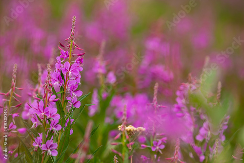 Fireweed Flowers along the Alaska Highway