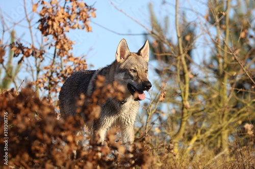 Czechoslovakian wolf dogs in the wild. Tschechoslowakische Wolfhunde von den Ruhrpottwölfen
