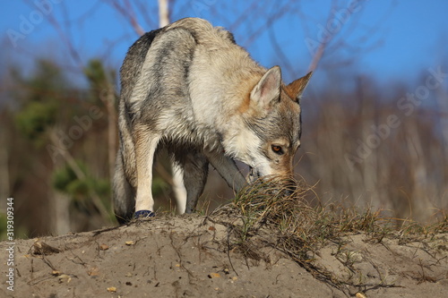 Fototapeta Naklejka Na Ścianę i Meble -  Czechoslovakian wolf dogs in the wild. Tschechoslowakische Wolfhunde von den Ruhrpottwölfen