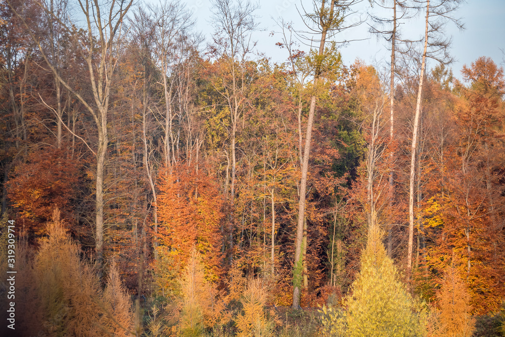 Fototapeta premium Herbstwald