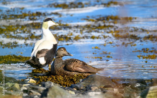 Common eider duck - Somateria mollissima - Cuddy's duck - St. Cuthbert's duck. Edredon - the biggest sea duck. photo