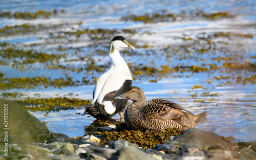 Common eider duck - Somateria mollissima - Cuddy's duck - St. Cuthbert's duck. Edredon - the biggest sea duck. photo