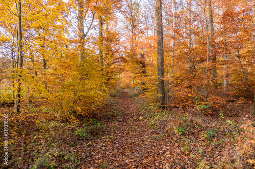 Herbstwald © focus finder