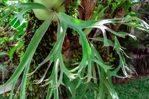 Close up of a staghorn fern, Platycerium, tropical Elkhorn grew on the branch of tree in tropical rainforest, parasite plant on a tree in Bali, Indonesia photo