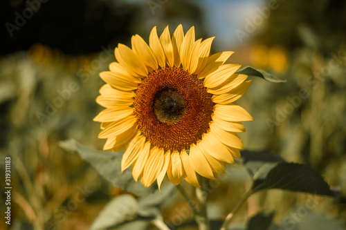 Florida Close-Up Sunflower 