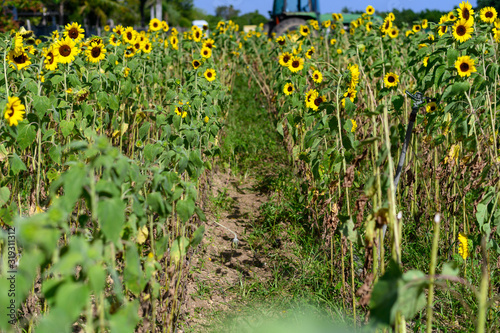 Florida Sunflower Field