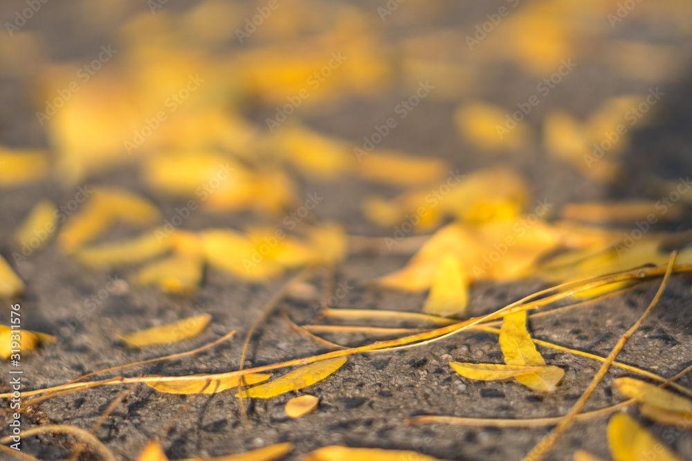 Yellow and brown autumn leaf Background Yellow and brown autumn leaf Background