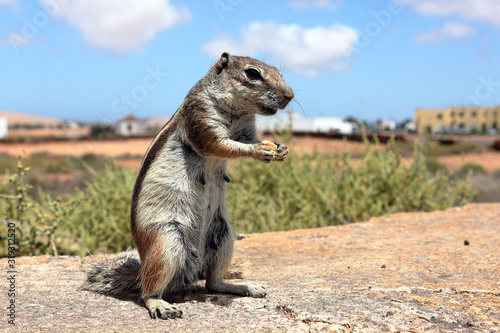 Berber squirrel in a desert area of the island of Fuerteventura while it feeds. Canary islands, Spain