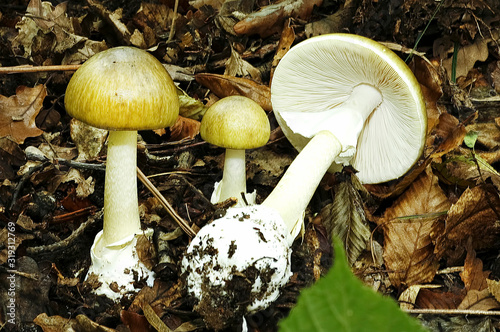 Amanita phalloides aka death cap poisonous mushroom photo