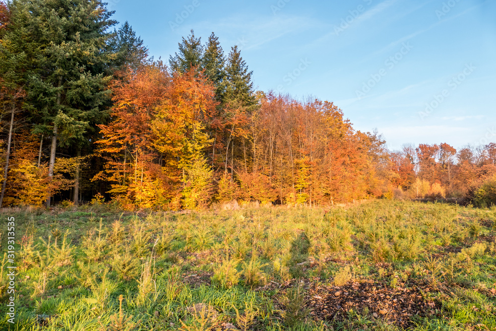 Wiederaufforstung im Mischwald