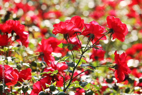 Red roses blooming in a garden