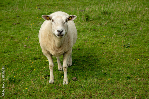 sheep in northern Germany on the pasture of the dike on the coast