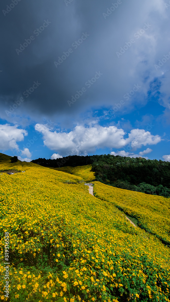 Landscape nature flower Tung Bua Tong Mexican sunflower field ,Mae Hong Son,Thailand