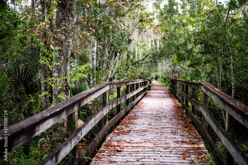 wooden bridge in forest